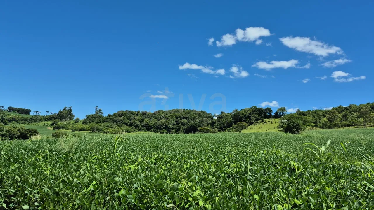 Comprar Rural / Ch&aacute;cara sem Casa em Cascavel R$ 570.000,00 - Foto 12