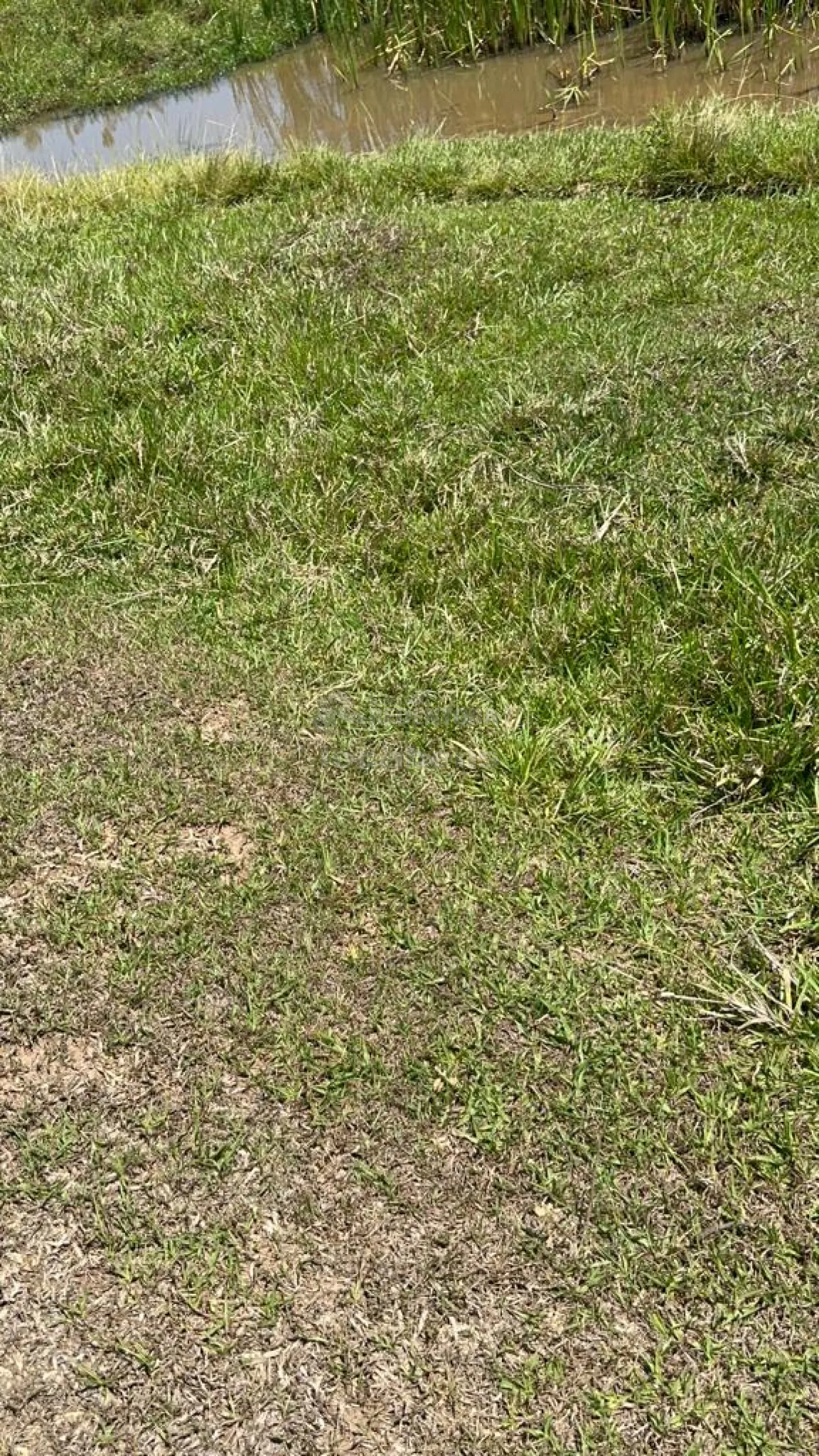 Sítio, 6 hectares - Foto 5