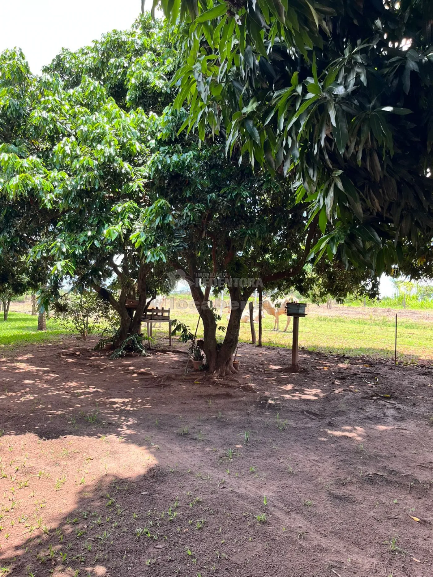 Chácara, 4 hectares - Foto 28