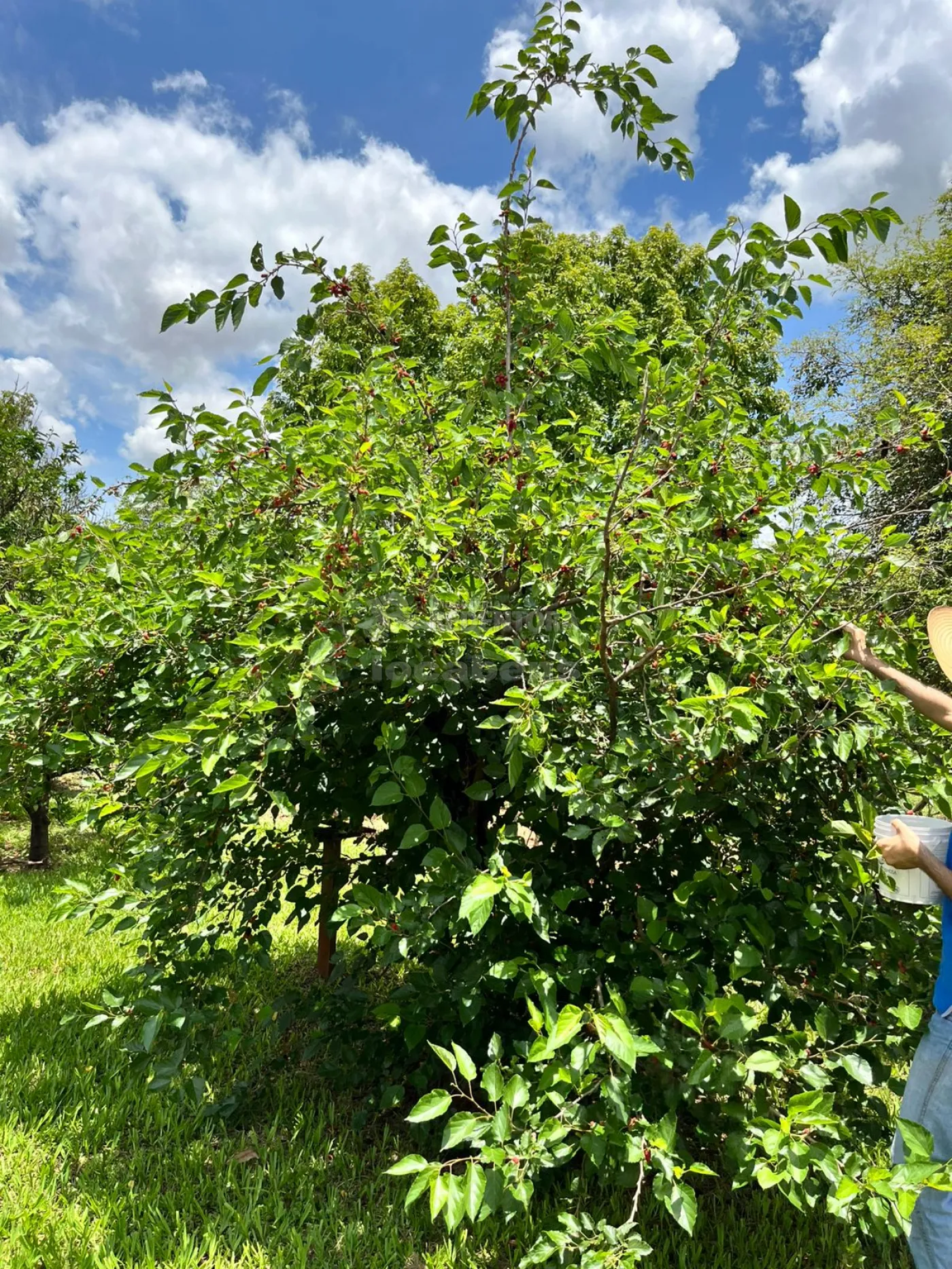 Chácara, 4 hectares - Foto 33