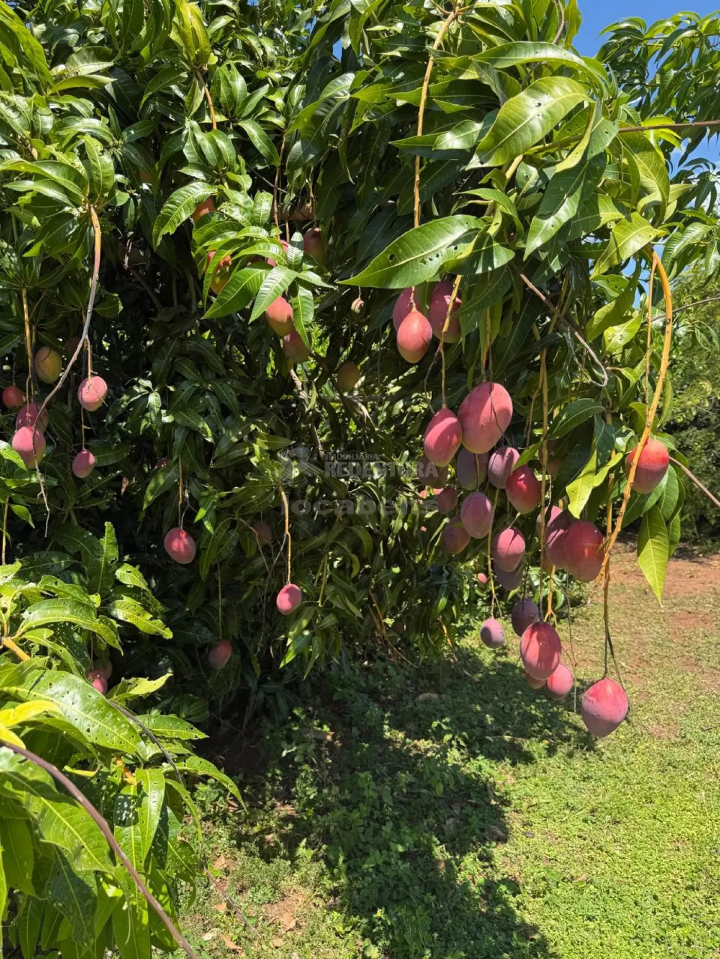 Sítio, 3 quartos, 6 hectares - Foto 107