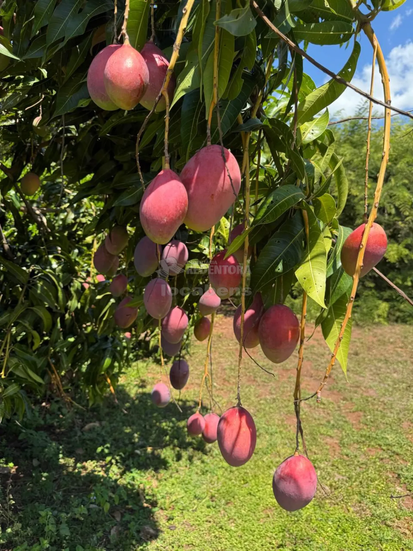 Sítio, 3 quartos, 6 hectares - Foto 113