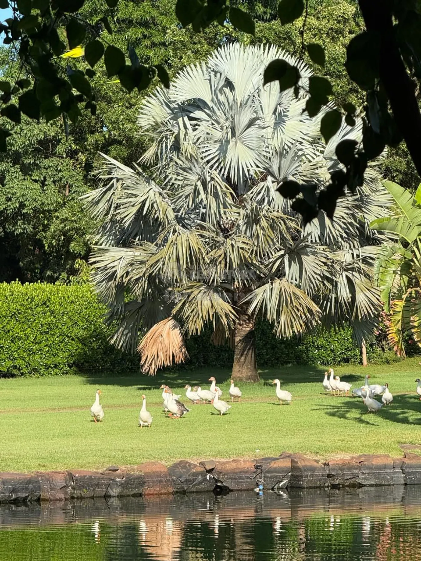 Sítio, 3 quartos, 6 hectares - Foto 116