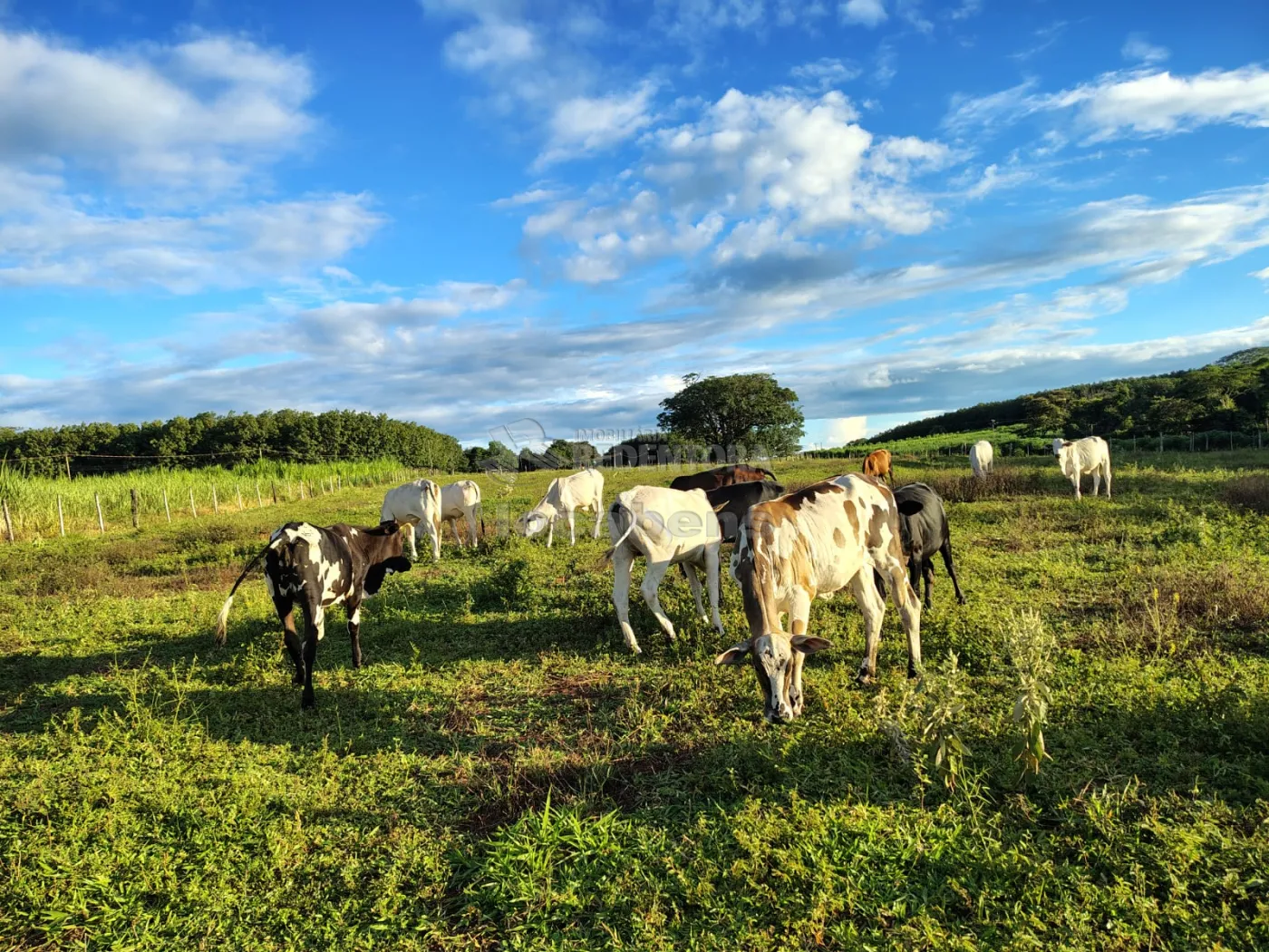 Comprar Rural / S&iacute;tio em Nhandeara R$ 950.000,00 - Foto 5