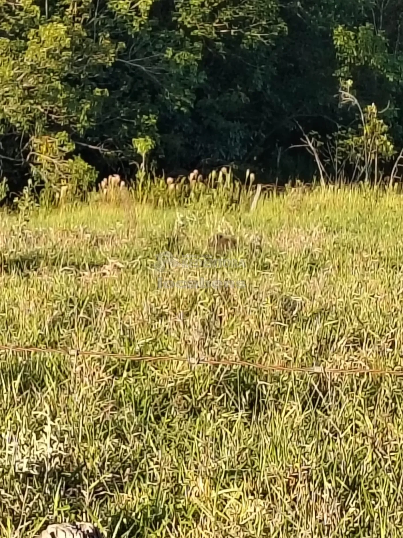 Comprar Rural / S&iacute;tio em Nhandeara R$ 950.000,00 - Foto 8