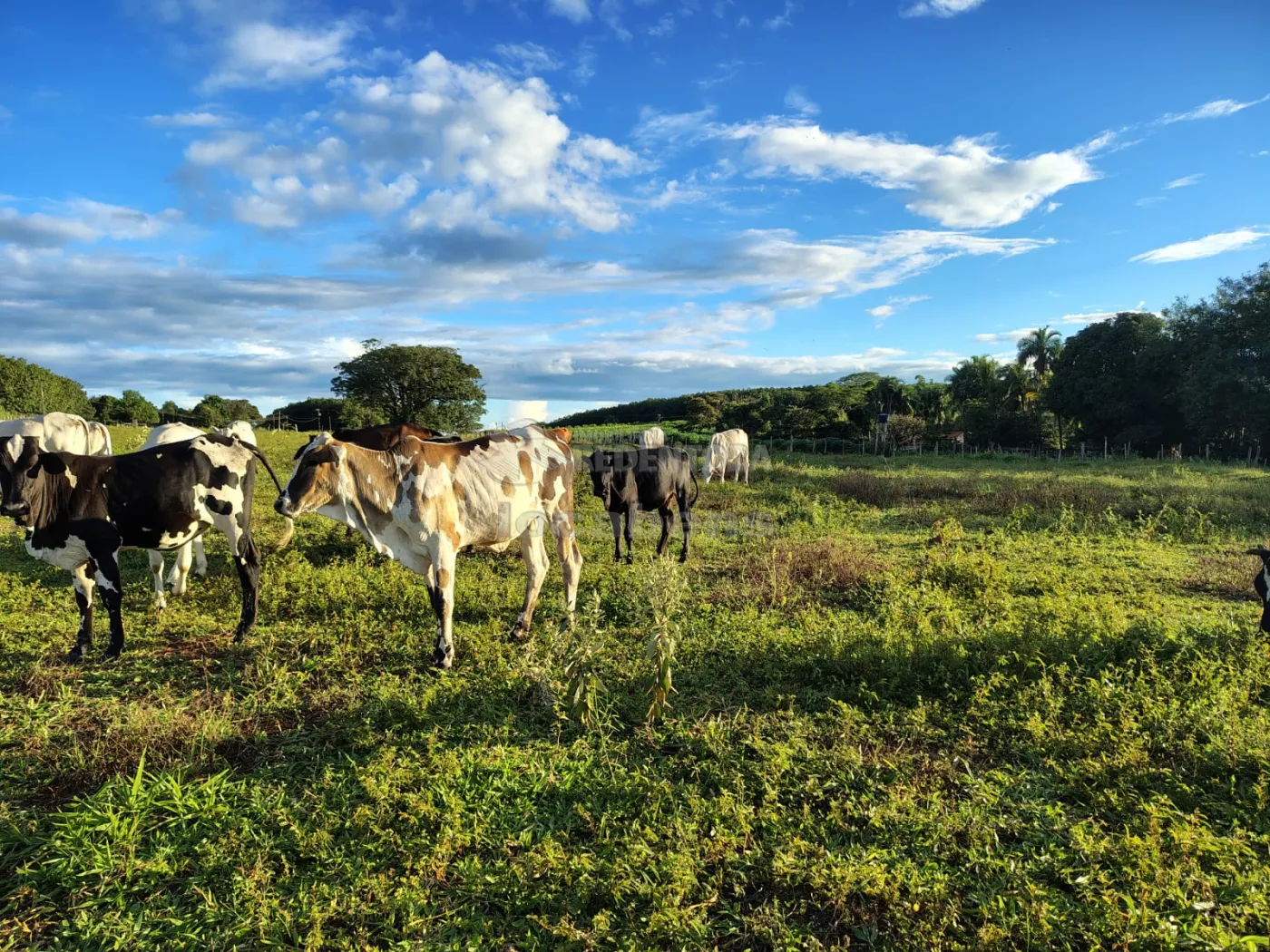 Comprar Rural / S&iacute;tio em Nhandeara R$ 950.000,00 - Foto 17