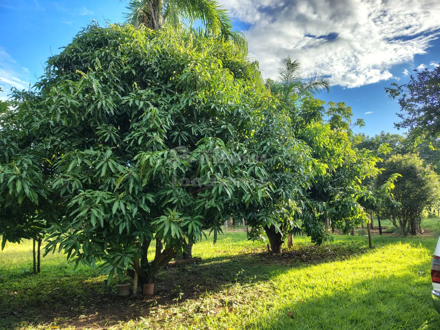 Comprar Rural / S&iacute;tio em Nhandeara R$ 950.000,00 - Foto 35