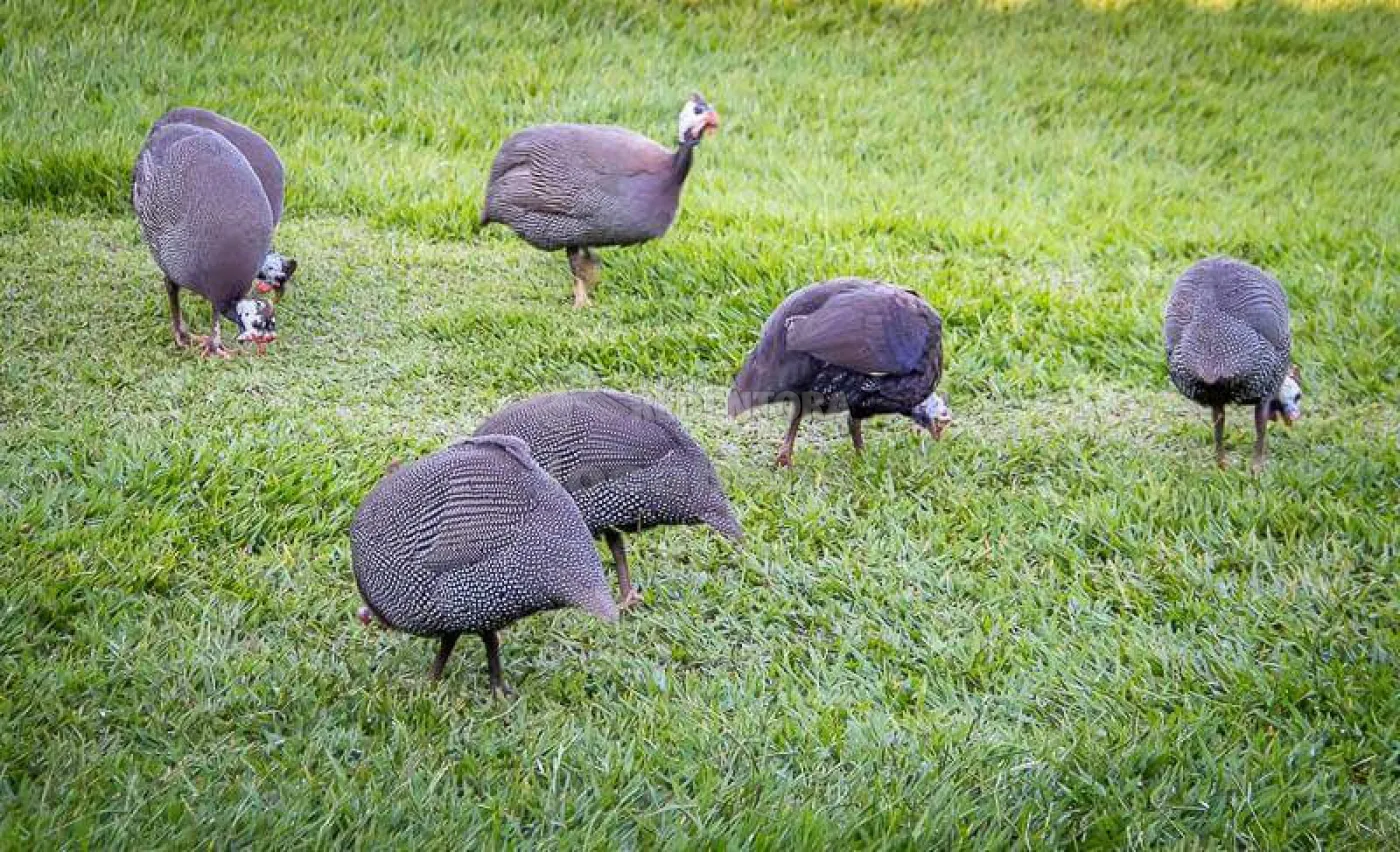 Comprar Rural / Ch&aacute;cara em S&atilde;o Jos&eacute; do Rio Preto R$ 900.000,00 - Foto 21