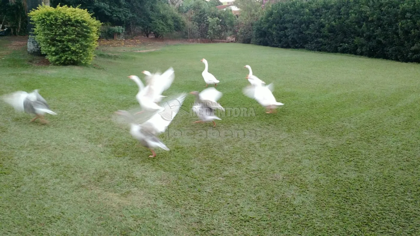 Comprar Rural / Ch&aacute;cara em S&atilde;o Jos&eacute; do Rio Preto R$ 900.000,00 - Foto 26