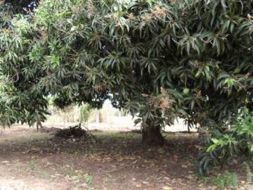 Comprar Rural / Ch&aacute;cara em S&atilde;o Jos&eacute; do Rio Preto R$ 1.500.000,00 - Foto 18