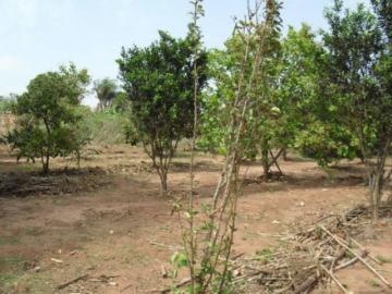Comprar Rural / Ch&aacute;cara em S&atilde;o Jos&eacute; do Rio Preto R$ 1.500.000,00 - Foto 24