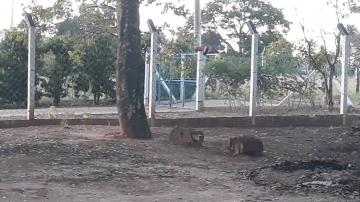 Comprar Rural / S&iacute;tio em S&atilde;o Jos&eacute; do Rio Preto R$ 650.000,00 - Foto 23