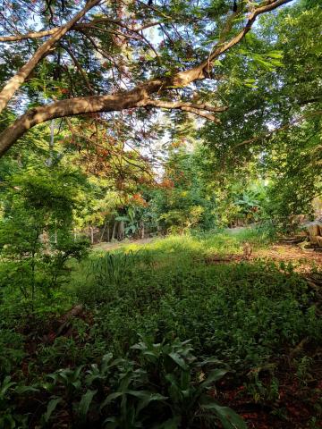 Comprar Rural / S&iacute;tio em Bady Bassitt R$ 1.700.000,00 - Foto 8