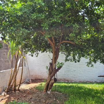 Comprar Casa / Condom&iacute;nio em S&atilde;o Jos&eacute; do Rio Preto R$ 4.000.000,00 - Foto 38