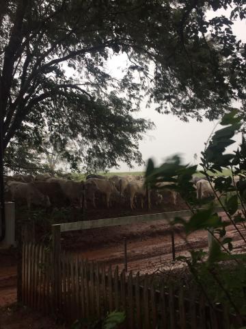 Comprar Rural / S&iacute;tio em Santa Clara D`Oeste R$ 1.500.000,00 - Foto 19