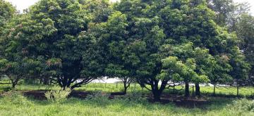 Alugar Rural / Ch&aacute;cara em Ruil&acirc;ndia R$ 3.500,00 - Foto 15