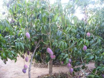 Comprar Rural / Ch&aacute;cara em Adolfo R$ 320.000,00 - Foto 15