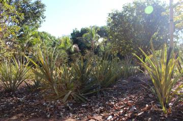 Comprar Rural / Ch&aacute;cara em Adolfo R$ 320.000,00 - Foto 17