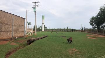Comprar Rural / S&iacute;tio em Potirendaba R$ 5.500.000,00 - Foto 6