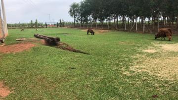 Comprar Rural / S&iacute;tio em Potirendaba R$ 5.500.000,00 - Foto 7