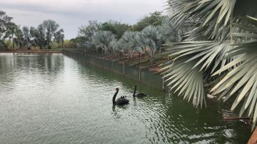 Comprar Rural / S&iacute;tio em Potirendaba R$ 5.500.000,00 - Foto 33