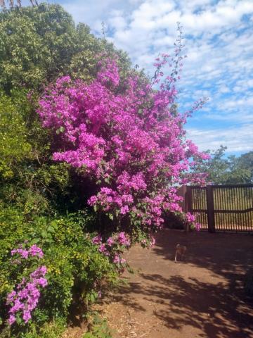 Comprar Rural / Ch&aacute;cara em S&atilde;o Jos&eacute; do Rio Preto R$ 2.000.000,00 - Foto 4