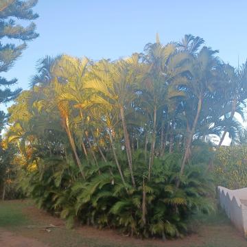 Comprar Rural / Ch&aacute;cara em S&atilde;o Jos&eacute; do Rio Preto R$ 2.500.000,00 - Foto 17
