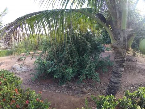 Comprar Rural / Ch&aacute;cara em S&atilde;o Jos&eacute; do Rio Preto R$ 900.000,00 - Foto 10