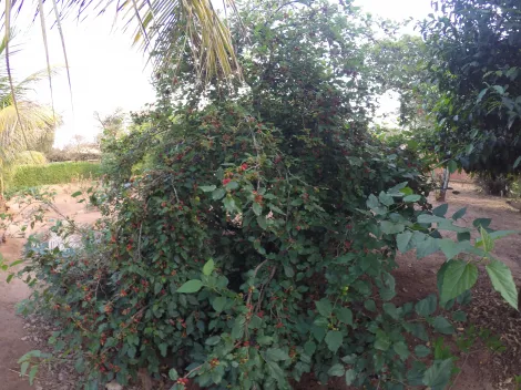 Comprar Rural / Ch&aacute;cara em S&atilde;o Jos&eacute; do Rio Preto R$ 900.000,00 - Foto 13