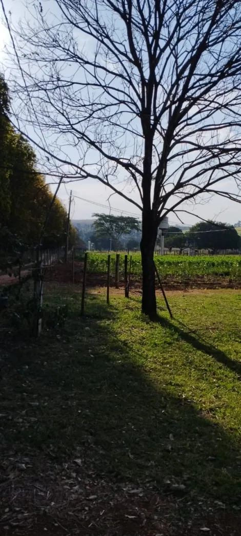 Comprar Rural / S&iacute;tio em Bady Bassitt R$ 800.000,00 - Foto 10