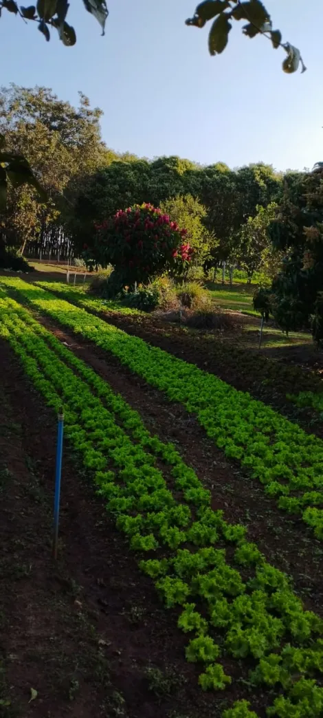 Comprar Rural / S&iacute;tio em Bady Bassitt R$ 800.000,00 - Foto 13