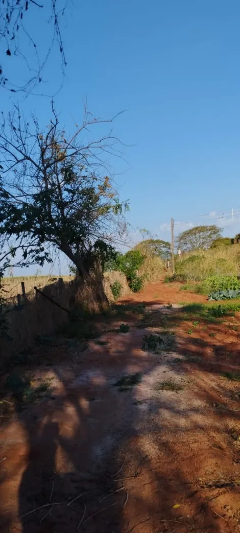 Comprar Rural / S&iacute;tio em Bady Bassitt R$ 800.000,00 - Foto 14