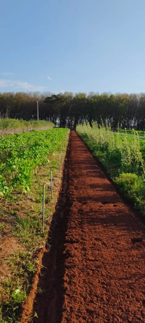 Comprar Rural / S&iacute;tio em Bady Bassitt R$ 800.000,00 - Foto 15