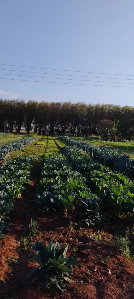 Comprar Rural / S&iacute;tio em Bady Bassitt R$ 800.000,00 - Foto 17