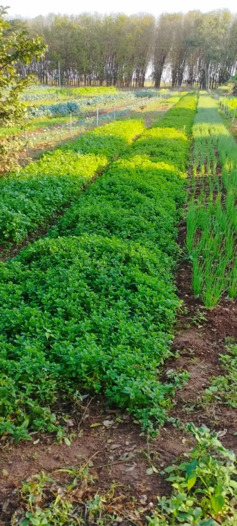 Comprar Rural / S&iacute;tio em Bady Bassitt R$ 800.000,00 - Foto 19