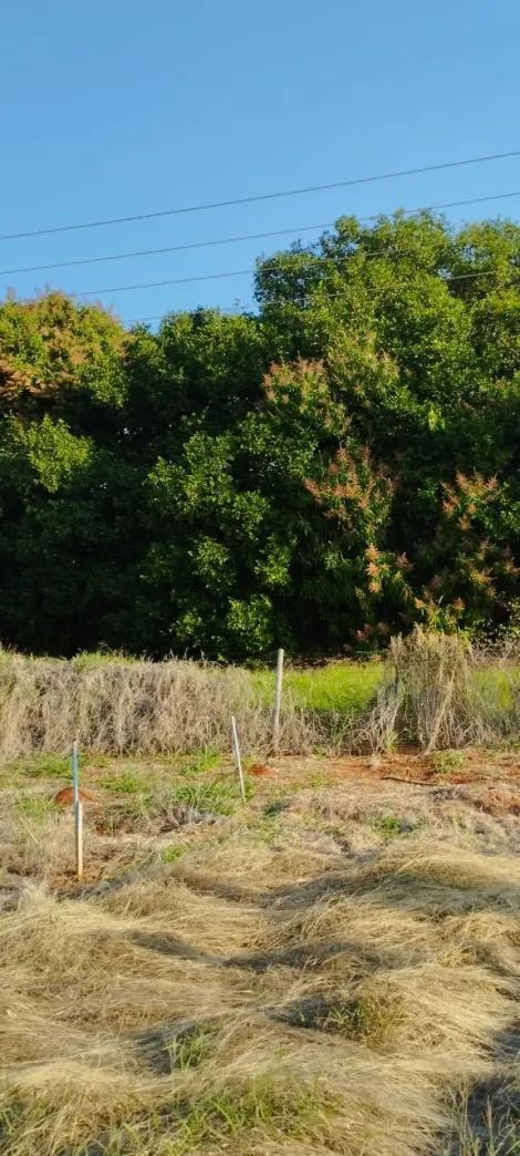Comprar Rural / S&iacute;tio em Bady Bassitt R$ 800.000,00 - Foto 25
