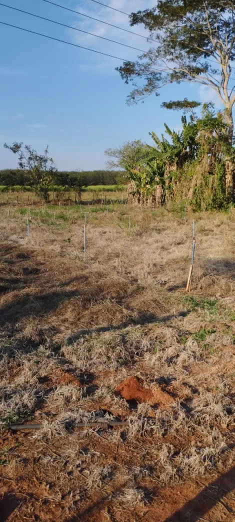 Comprar Rural / S&iacute;tio em Bady Bassitt R$ 800.000,00 - Foto 26