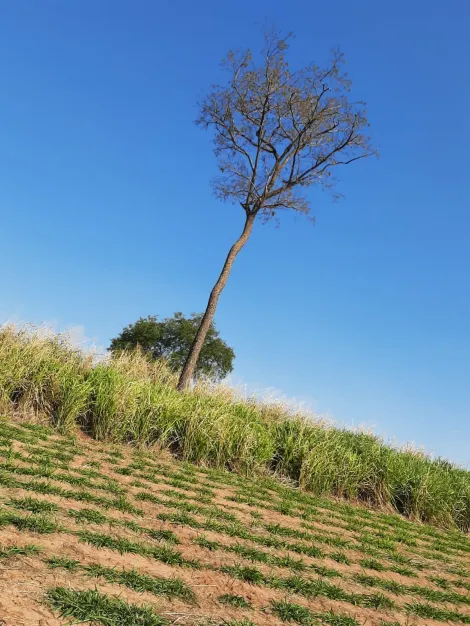 Comprar Rural / S&iacute;tio em Sud Mennucci R$ 7.500.000,00 - Foto 7