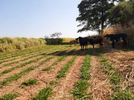 Comprar Rural / S&iacute;tio em Sud Mennucci R$ 7.500.000,00 - Foto 10
