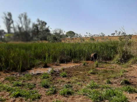 Comprar Rural / S&iacute;tio em Sud Mennucci R$ 7.500.000,00 - Foto 16