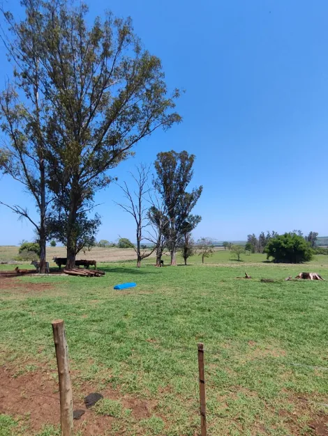 Comprar Rural / S&iacute;tio em Sud Mennucci R$ 7.500.000,00 - Foto 15