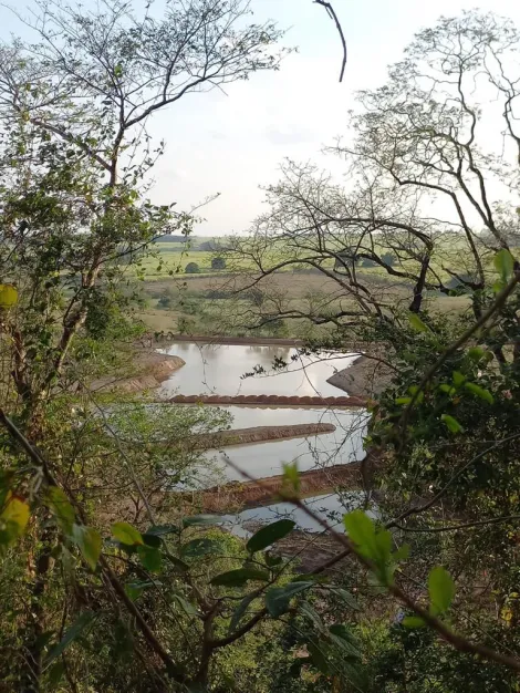 Comprar Rural / S&iacute;tio em Cedral R$ 6.500.000,00 - Foto 5
