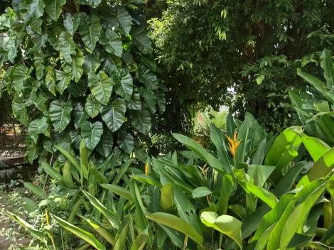 Comprar Rural / Ch&aacute;cara em Cedral R$ 530.000,00 - Foto 78
