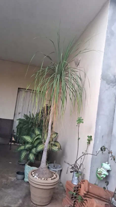 Comprar Casa / Padr&atilde;o em Bady Bassitt R$ 200.000,00 - Foto 11