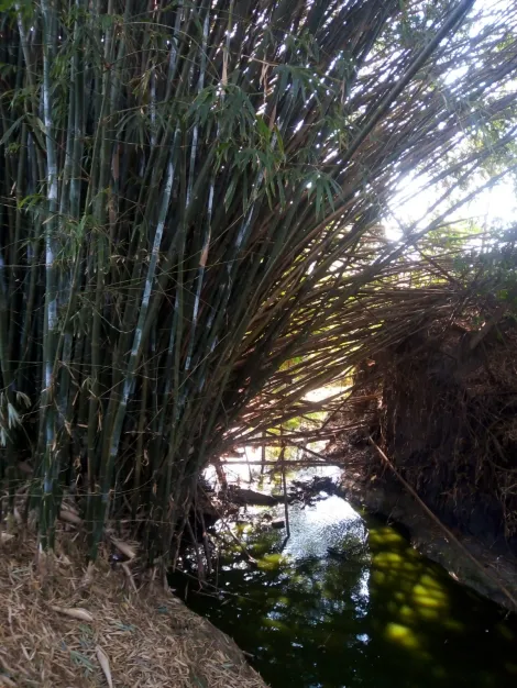 Comprar Rural / S&iacute;tio em Poloni R$ 1.400.000,00 - Foto 12