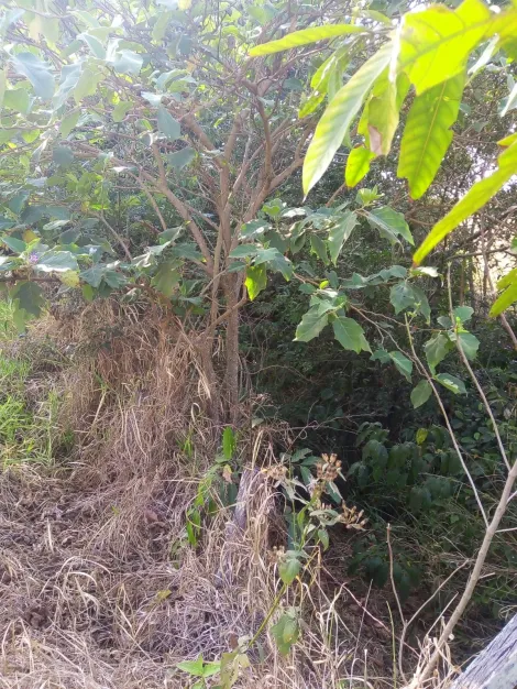 Comprar Rural / S&iacute;tio em Poloni R$ 1.400.000,00 - Foto 15