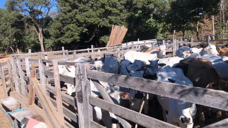 Comprar Rural / Fazenda em Urucuia R$ 4.100.000,00 - Foto 3