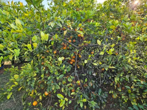 Comprar Casa / Condom&iacute;nio em Guapia&ccedil;u R$ 3.100.000,00 - Foto 3