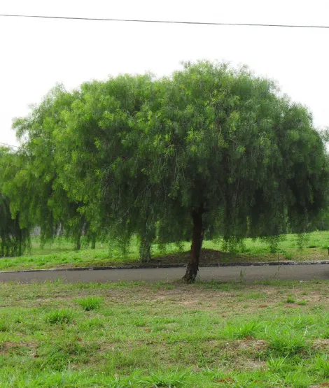Comprar Terreno / Condom&iacute;nio em Ibir&aacute; R$ 100.000,00 - Foto 2