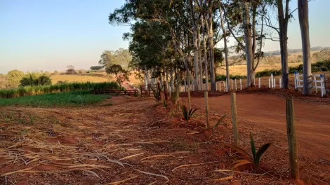 Comprar Rural / S&iacute;tio em Am&eacute;rico de Campos R$ 1.260.000,00 - Foto 15